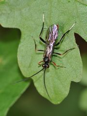 Pseudoplatylabus violentus